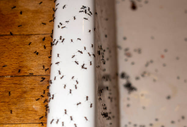 Best Residential Pest Control  in Pleasanton, TX