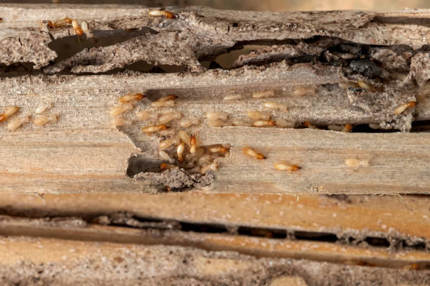 Best Exterminator Services  in Pleasanton, TX